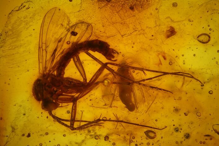 Two Detailed Fossil Flies (Diptera) In Baltic Amber #173692